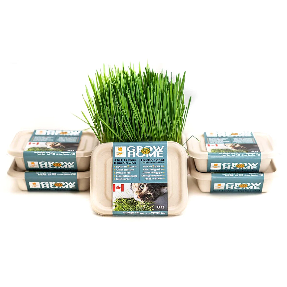 Fog Farms Lucky Kitty Oat Grass Kit for Cats