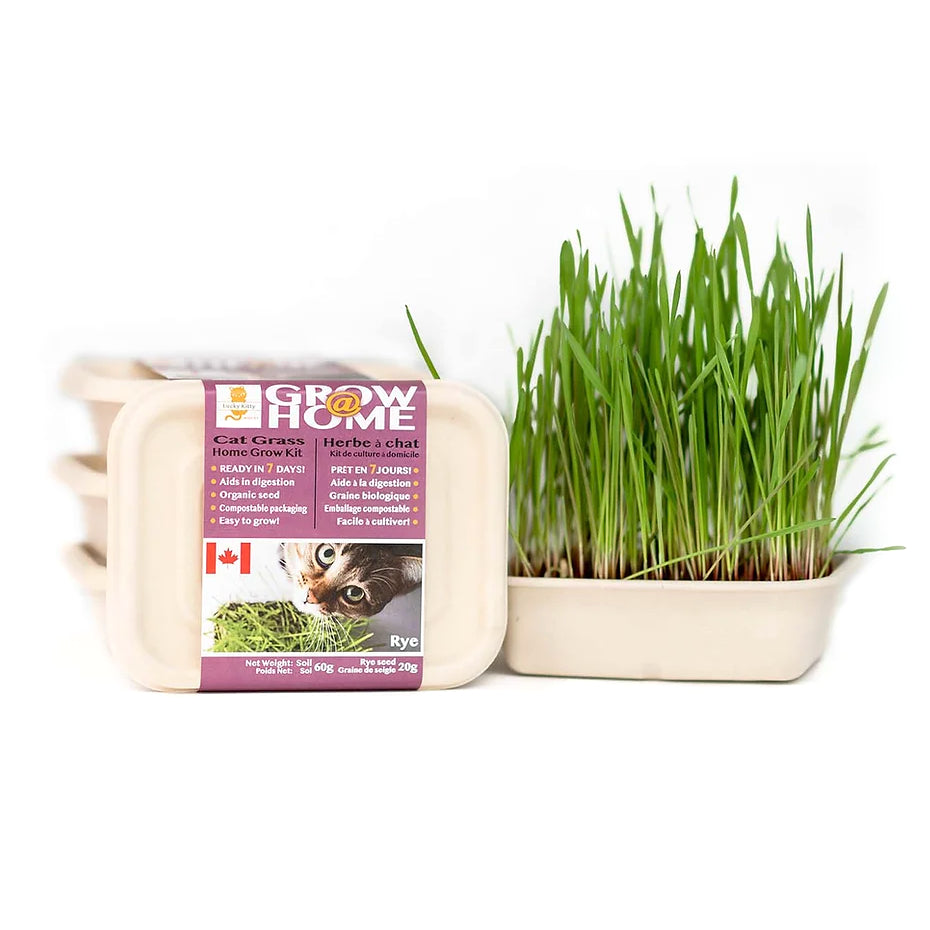 Fog Farms Lucky Kitty Rye Grass Kit for Cats