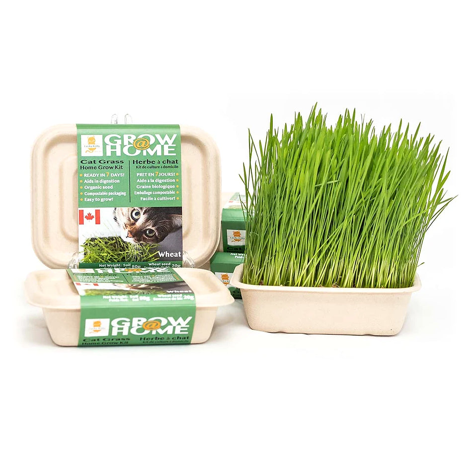 Fog Farms Lucky Kitty Wheat Grass Kit for Cats