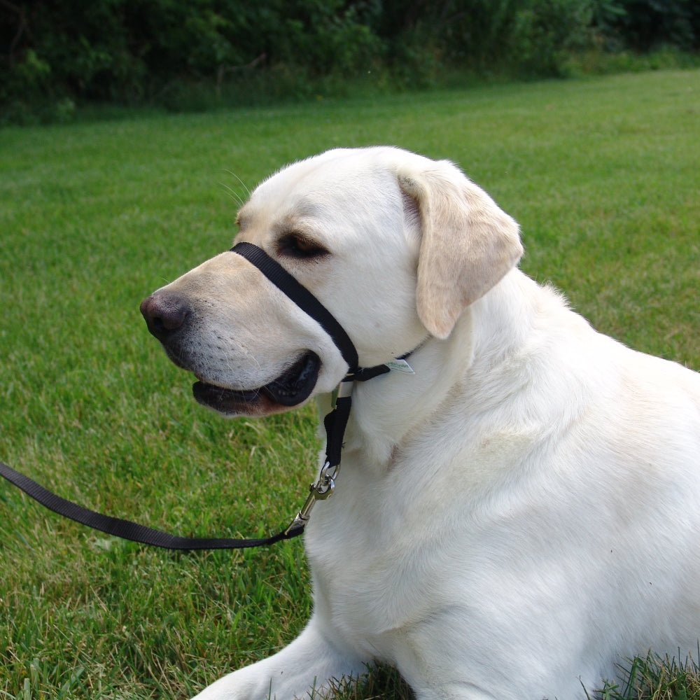 Gentle Leader Black Headcollar for Dogs