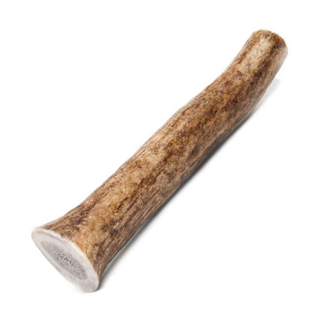 Prairie Antlers Medium Deer Antler for Dogs | FINAL SALE